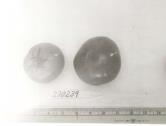 Click for 2 image(s) for this accession. FRUIT